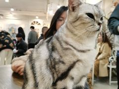 -共舞时光猫咖·狗咖(新街口店)