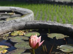 -鄞州雪菜博物馆