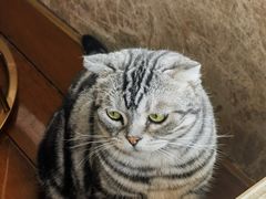 -Catmate·猫肥家润(金润铂宫店)