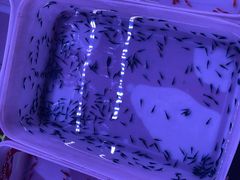 -华声天桥民俗文化园