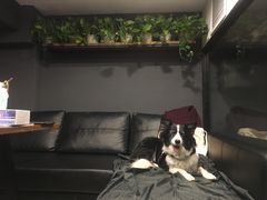 -百好乐宠物友好餐厅(朝外大街店)