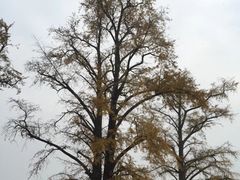-千年银杏谷文化旅游区