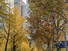 -重庆市江北嘴中央商务区中央公园