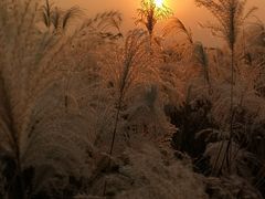 -盘龙城国家考古遗址公园