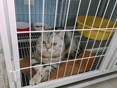 -喵的天空名猫咖啡馆·撸猫·猫舍·用品