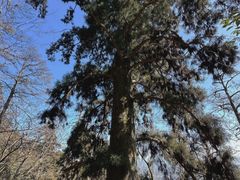 -天目山大树王景区