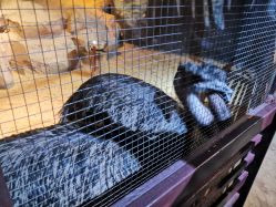 -酷嗒动物文化乐园(cutezoo西溪乐天城店)