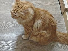 -MOCHA明星猫咖(田子坊店)