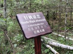 -汤旺河林海奇石景区