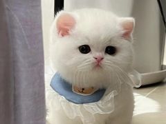 -欣宠猫屋·矮脚拿破仑·蓝金金渐层