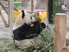 -栾川竹海野生动物园