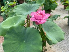 -莲花池公园