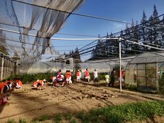 -前小桔亲子创意农场·草莓采摘·露营烧烤