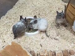 -酷以爬仙阁实体爬宠店·守宫·蜥蜴·专业繁育