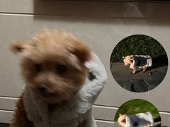 -采芝斋评弹茶馆(观前街店)