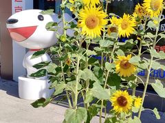 -皂河炒鸡蛋·擀面皮(富康大道店)