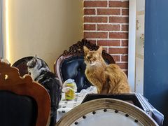 -猫小院猫主题餐厅(南锣旗舰店)