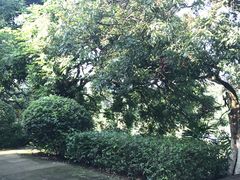 -张坝桂圆林公园