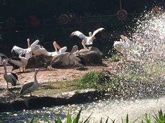 -新加坡飞禽公园