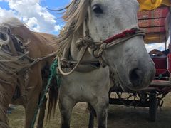 -塞罕坝国家级自然保护区