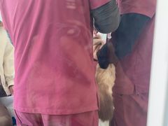 -纳吉亚猫专科动物医院·北北分院