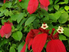 -广州神农草堂中医药博物馆