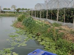 -马陆小张葡萄园农家乐