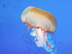 -太平洋海底世界