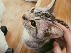 cattt-萌喵宠狗爱心宠咖