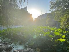 -莲湖公园