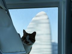 -爱洗澡的猫(望京店)