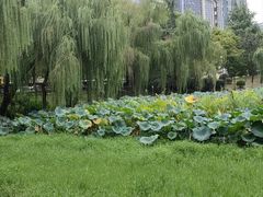 -后襄河公园