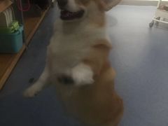 -奈斯宠物医院·核磁CT·异宠专科·内镜(中南店)