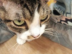 -有喵·猫咖·狗咖·30几只猫10只小狗(岗厦店)