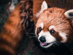 -黔灵山公园