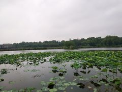 -荷塘月色湿地公园·向阳花洲