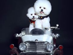 -超宠爱宠物摄影-Super pet