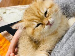 -糯米喵星人总部直营旗舰店·猫舍·幼猫出售