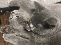 -猫友咖啡店(玉林西路店)