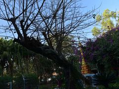 -瑞丽独树成林风景区