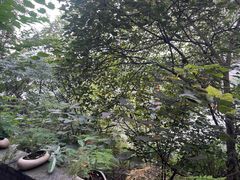 -老茶树骊园生态川菜馆