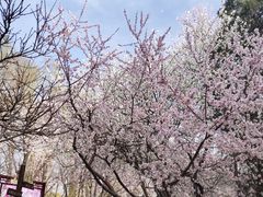-桃花堤公园