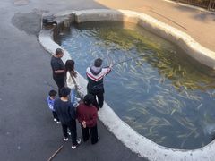 -可心烤鱼
