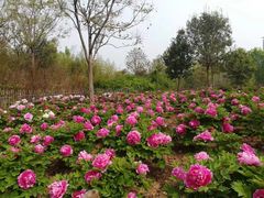 -曹州牡丹园