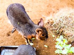-呀路古热带植物园