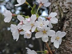 -青枫公园