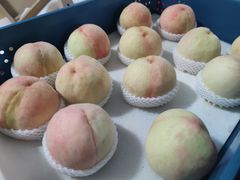 -老袁家蜜桃农场·阳山水蜜桃