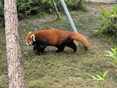 -成都动物园