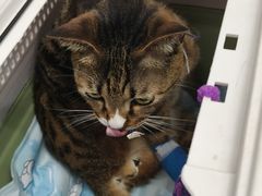 -博特宠物医院24h犬猫全科.骨科·异宠