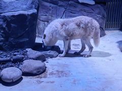 -上海海昌海洋公园